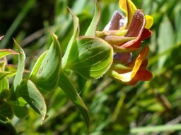 Aspalathus crenata leaves